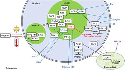 New horizons in light control of plant photomorphogenesis and development